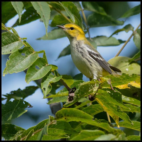 Black-throated Green Warbler