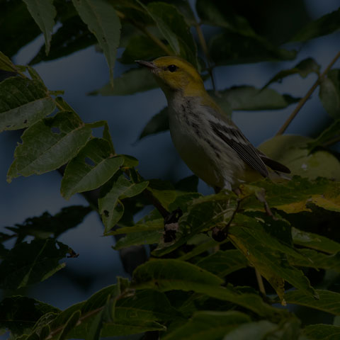 Black-throated Green Warbler