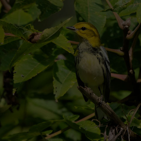 Black-throated Green Warbler