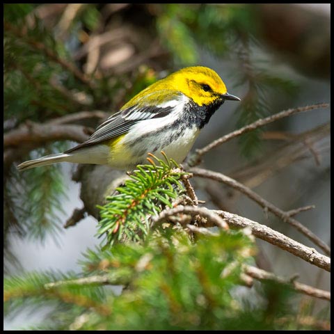 Black-throated Green Warbler