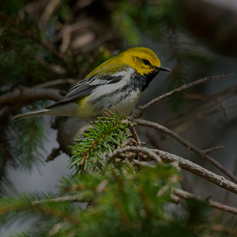 Black-throated Green Warbler