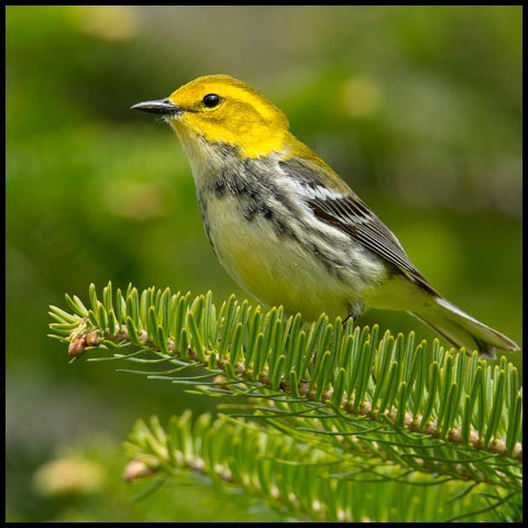 Black-throated Green Warbler