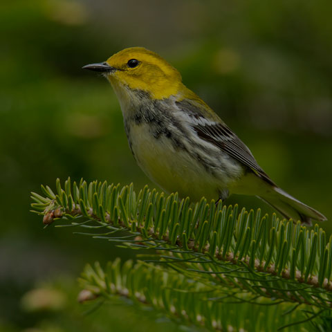 Black-throated Green Warbler