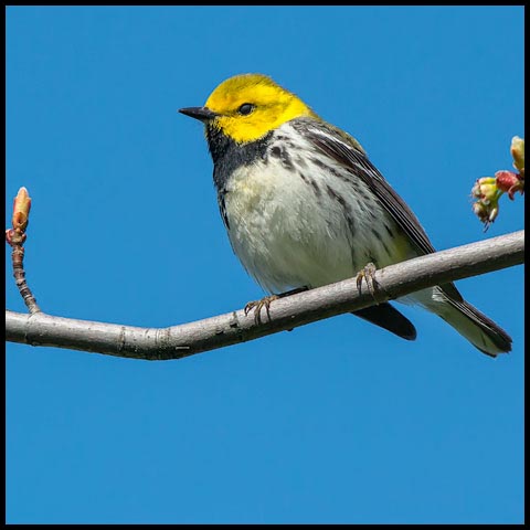 Black-throated Green Warbler