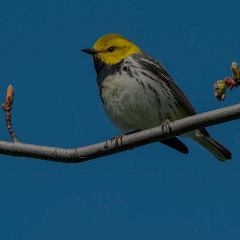 Black-throated Green Warbler