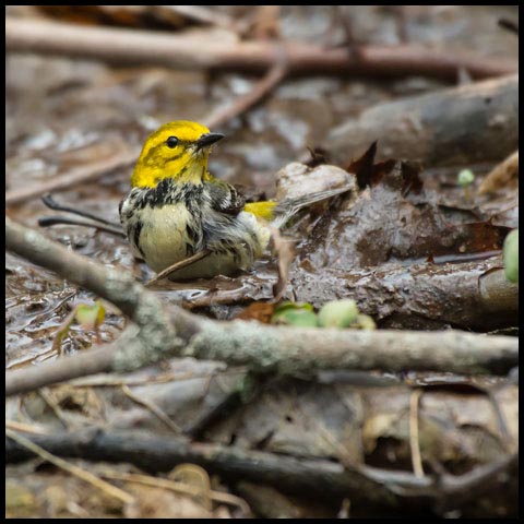 Black-throated Green Warbler