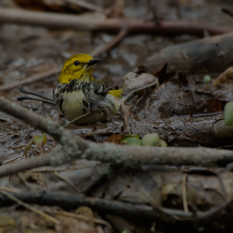Black-throated Green Warbler