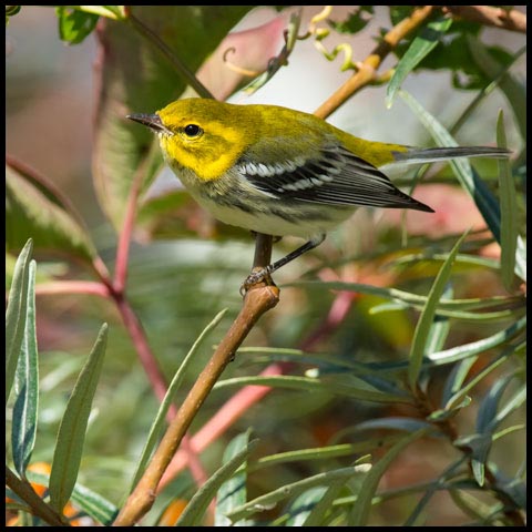 Black-throated Green Warbler