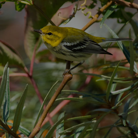 Black-throated Green Warbler