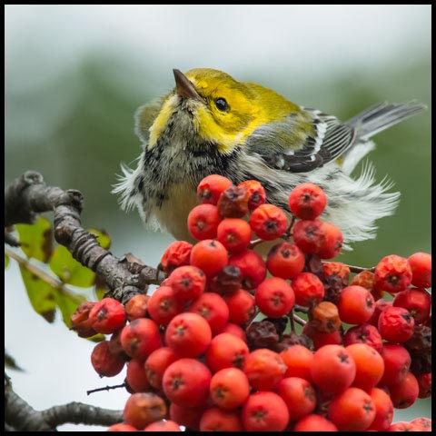 Black-throated Green Warbler
