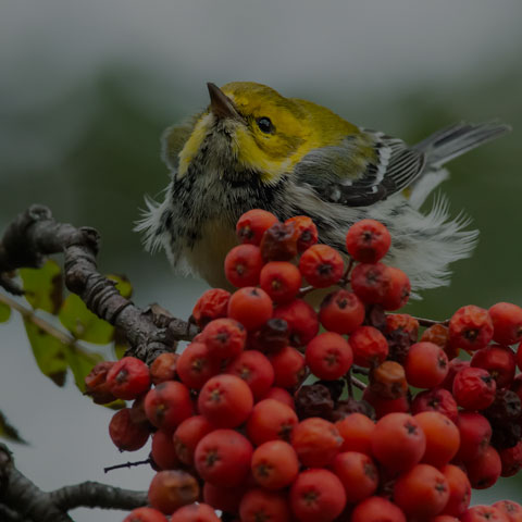 Black-throated Green Warbler
