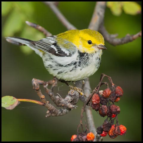 Black-throated Green Warbler