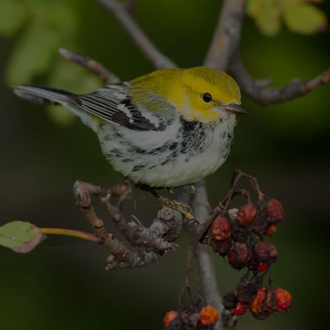 Black-throated Green Warbler