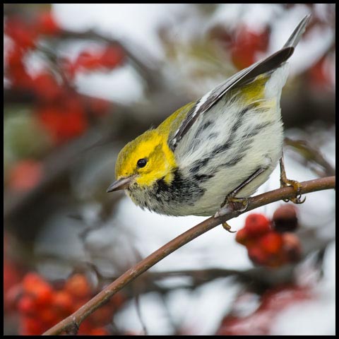 Black-throated Green Warbler