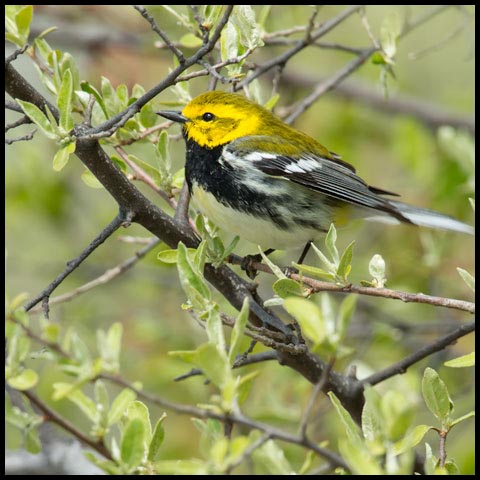 Black-throated Green Warbler