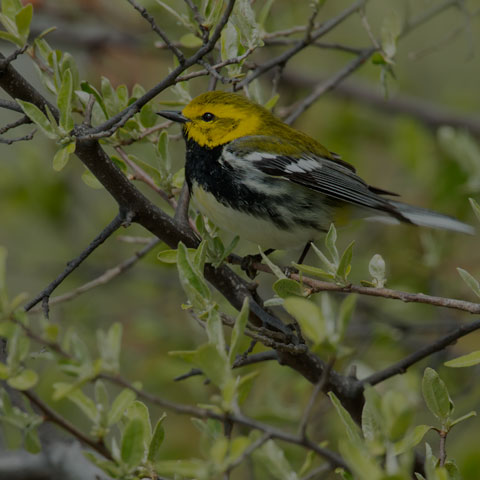 Black-throated Green Warbler