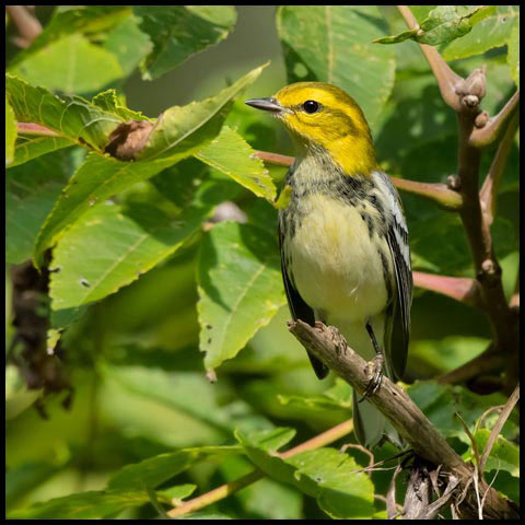 Black-throated Green Warbler