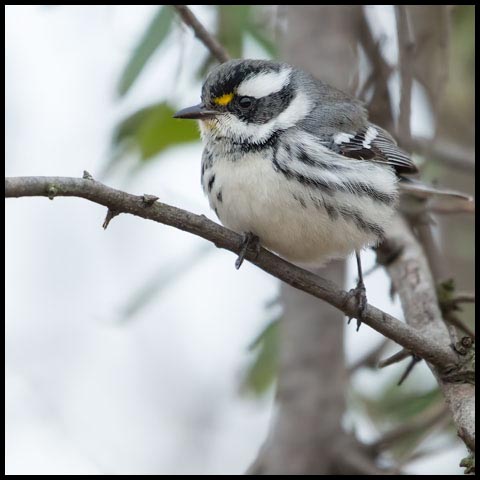 Black-throated Grey Warbler
