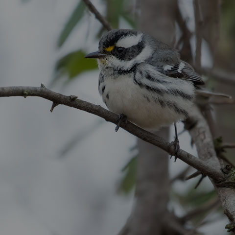 Black-throated Grey Warbler