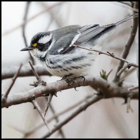 Black-throated Grey Warbler