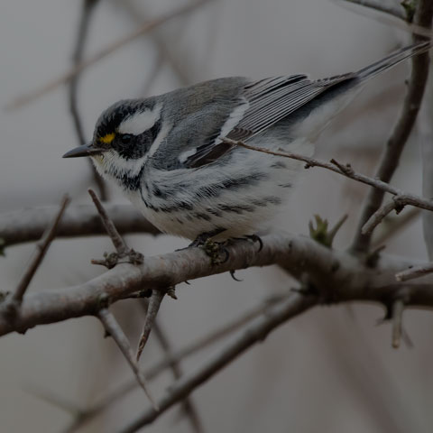 Black-throated Grey Warbler