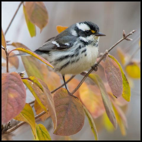 Black-throated Grey Warbler
