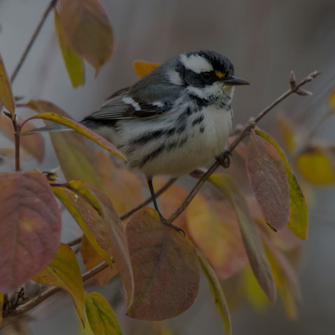 Black-throated Grey Warbler
