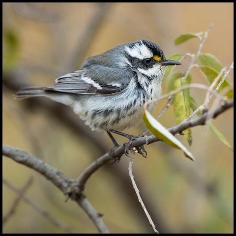 Black-throated Grey Warbler