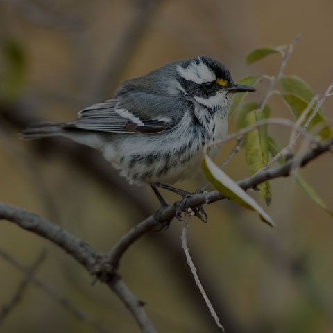 Black-throated Grey Warbler