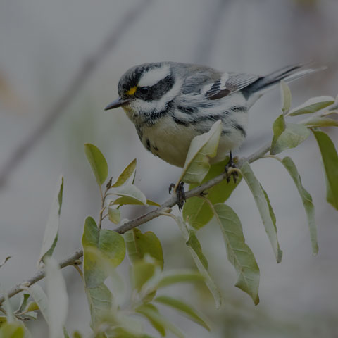 Black-throated Grey Warbler