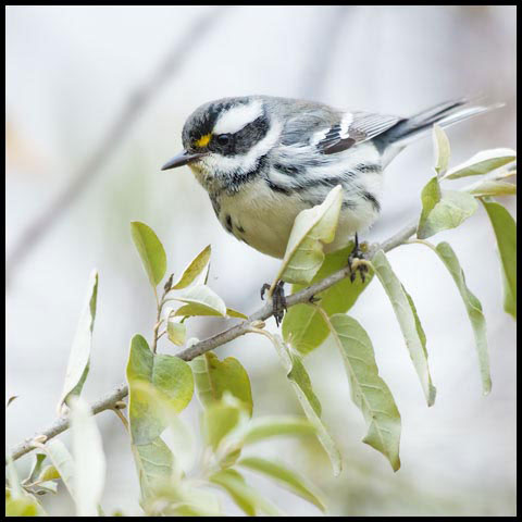 Black-throated Grey Warbler
