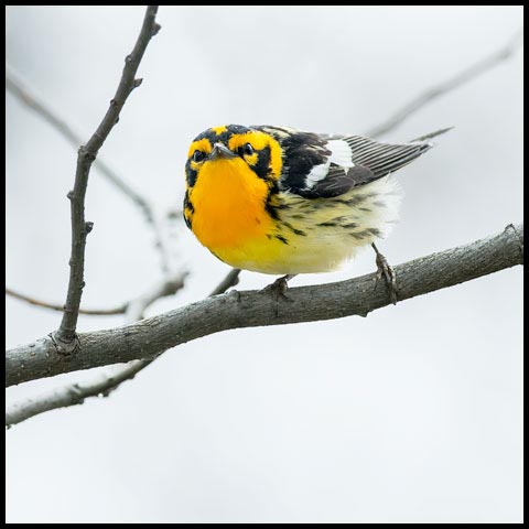Blackburnian Warbler