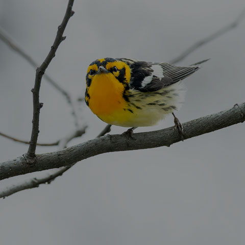 Blackburnian Warbler
