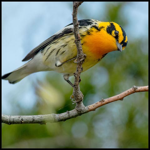 Blackburnian Warbler