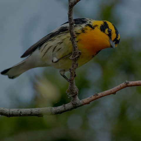 Blackburnian Warbler