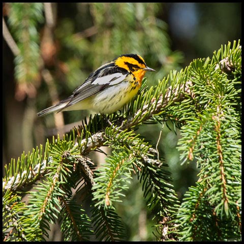 Blackburnian Warbler