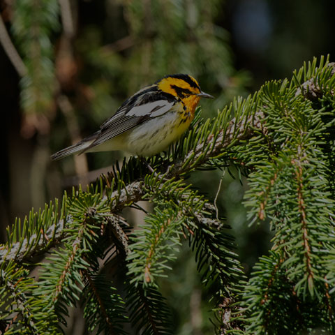 Blackburnian Warbler