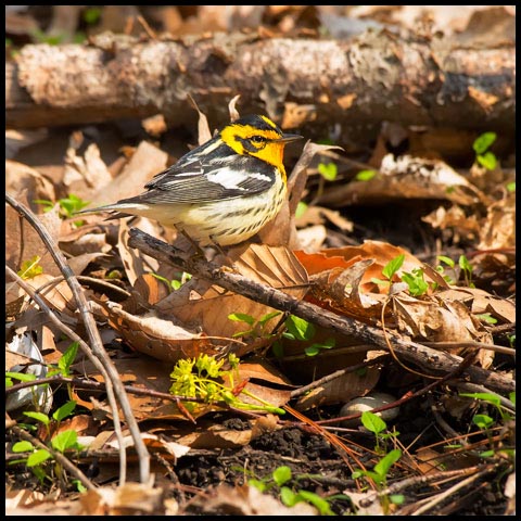 Blackburnian Warbler