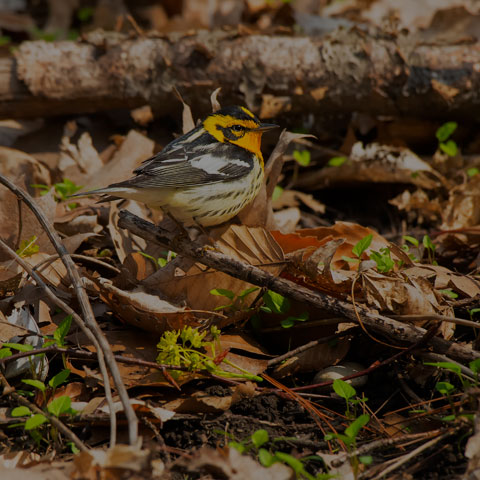 Blackburnian Warbler