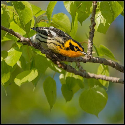 Blackburnian Warbler