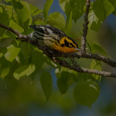 Blackburnian Warbler