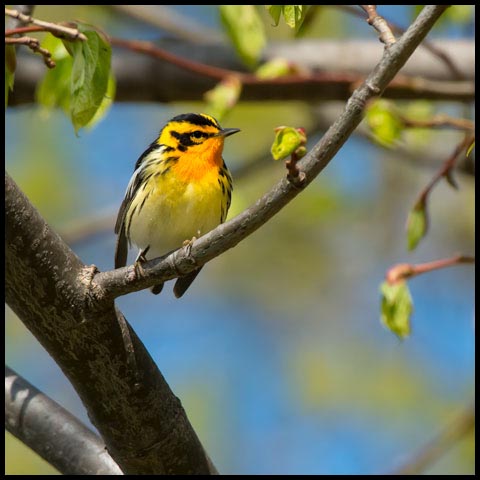 Blackburnian Warbler