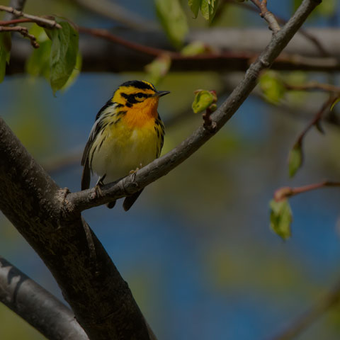 Blackburnian Warbler
