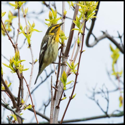 Blackburnian Warbler