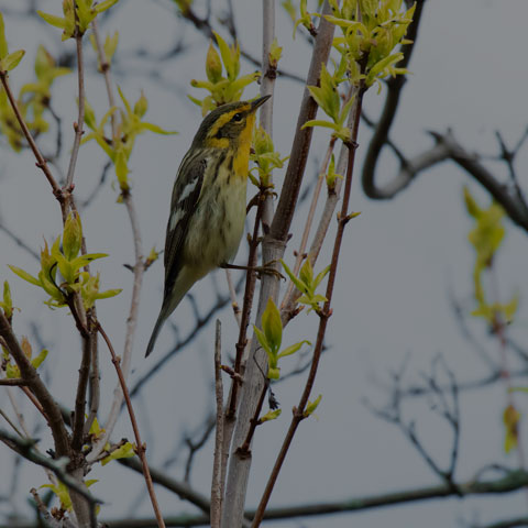 Blackburnian Warbler