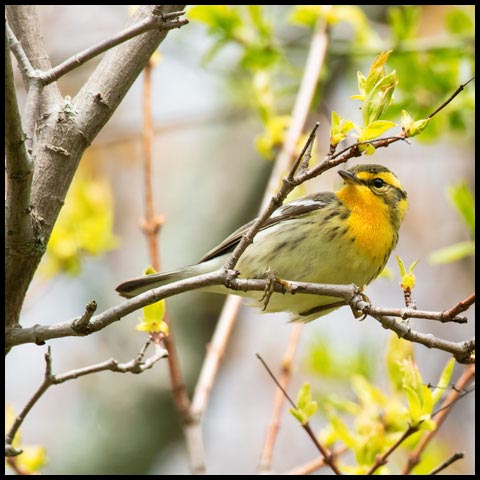 Blackburnian Warbler