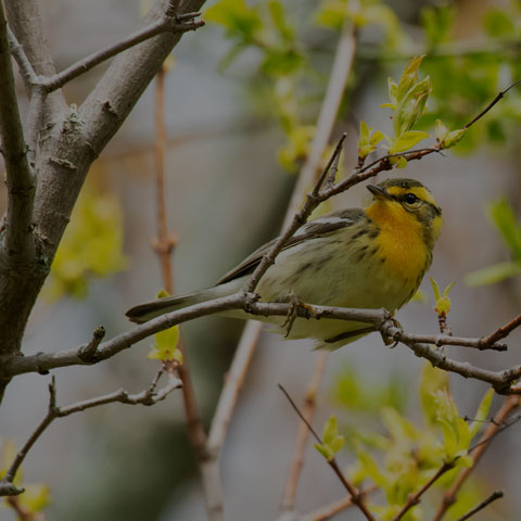 Blackburnian Warbler