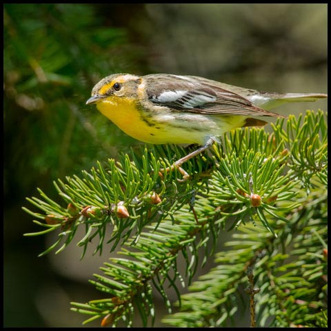 Blackburnian Warbler