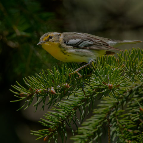 Blackburnian Warbler