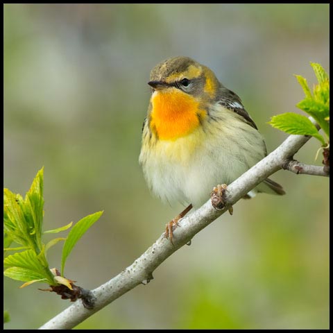 Blackburnian Warbler